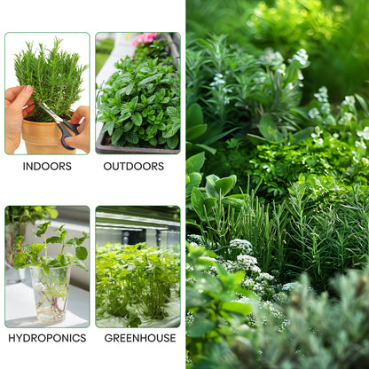 15 Herb Seeds Variety Pack