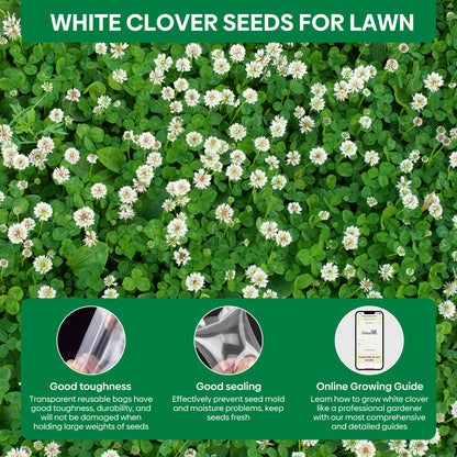 White Clover Seed 2 lbs.