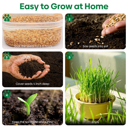 Cat grass 4 Varieties mix 16oz