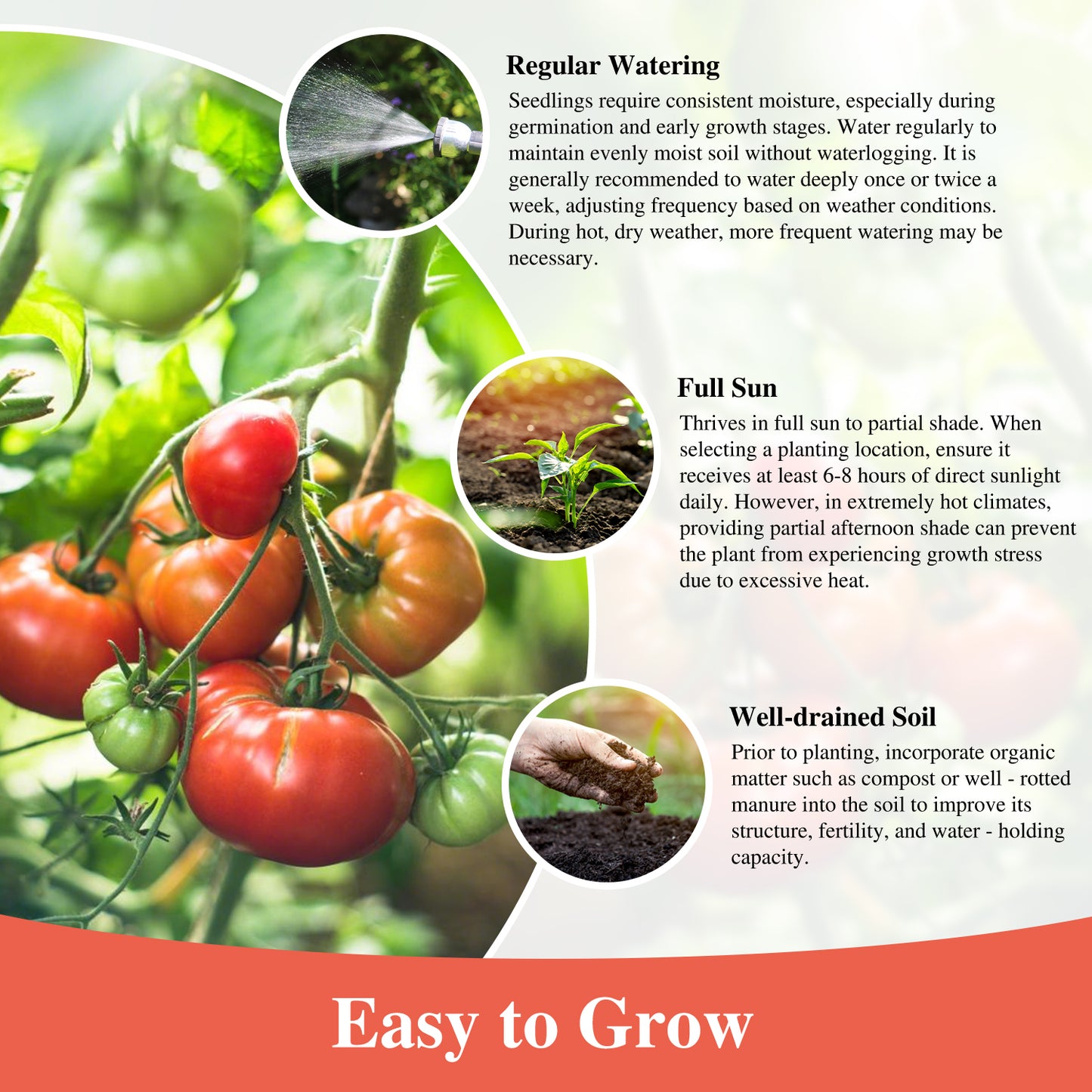 Beefsteak Tomato Seeds for Planting Indoor and Outdoor