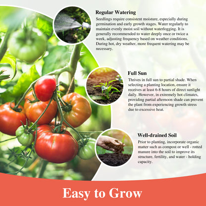 Beefsteak Tomato Seeds for Planting Indoor and Outdoor