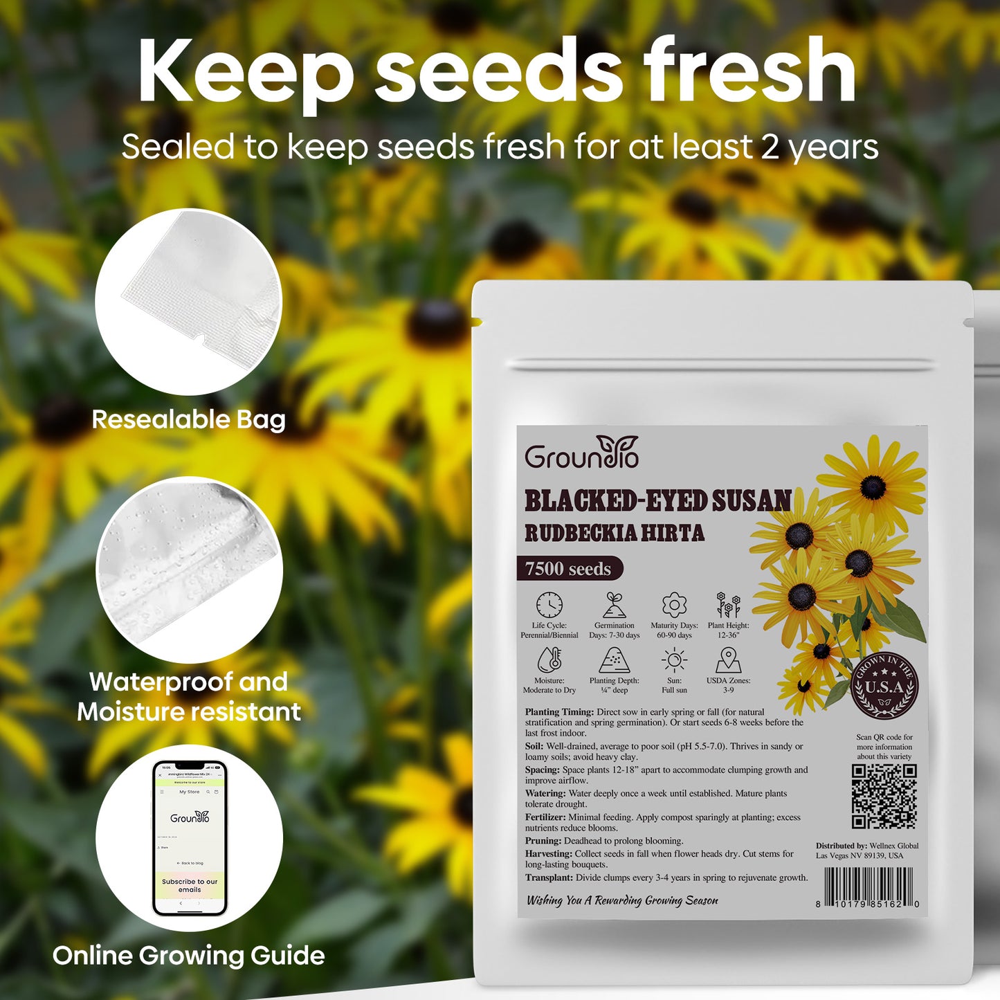 black eye susan 2g