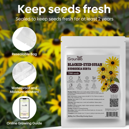 black eye susan 2g