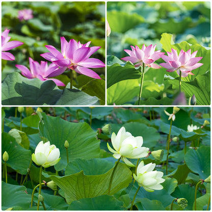 10Pcs Lotus Flower Seeds