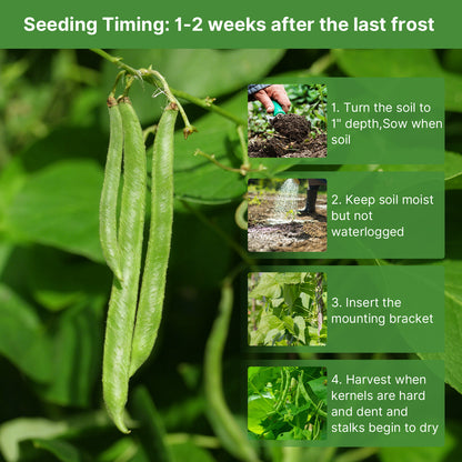 Contender Bush Green Bean Seeds