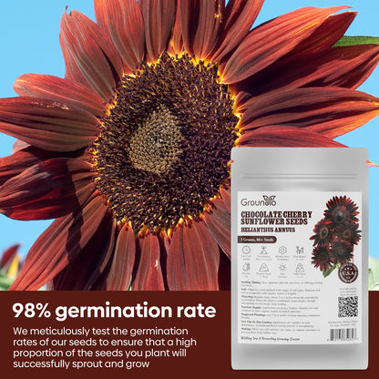 Chocolate Cherry Sunflower Seeds
