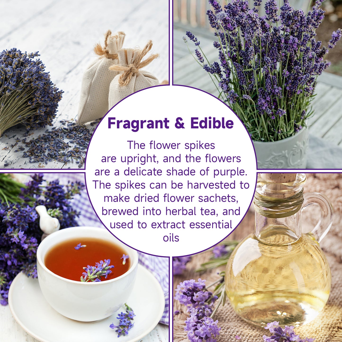English Lavender Seeds, 1500+