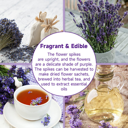 English Lavender Seeds, 1500+