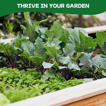 37 Vegetable Seeds Variety Pack - 25000+