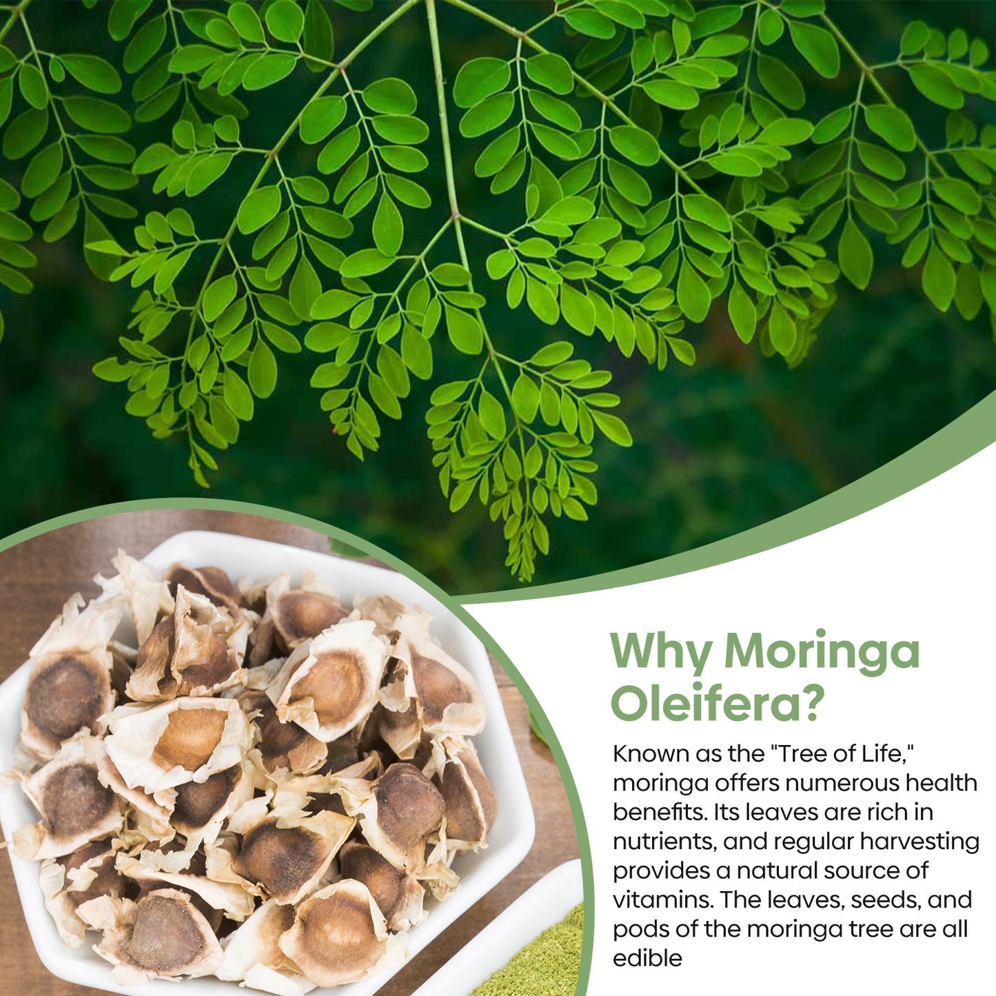 Moringa Seeds 2 Ounce
