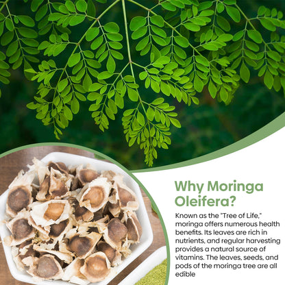 Moringa Seeds 2 Ounce