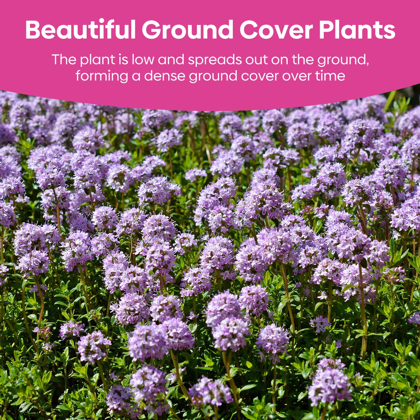 Creeping thyme 3g