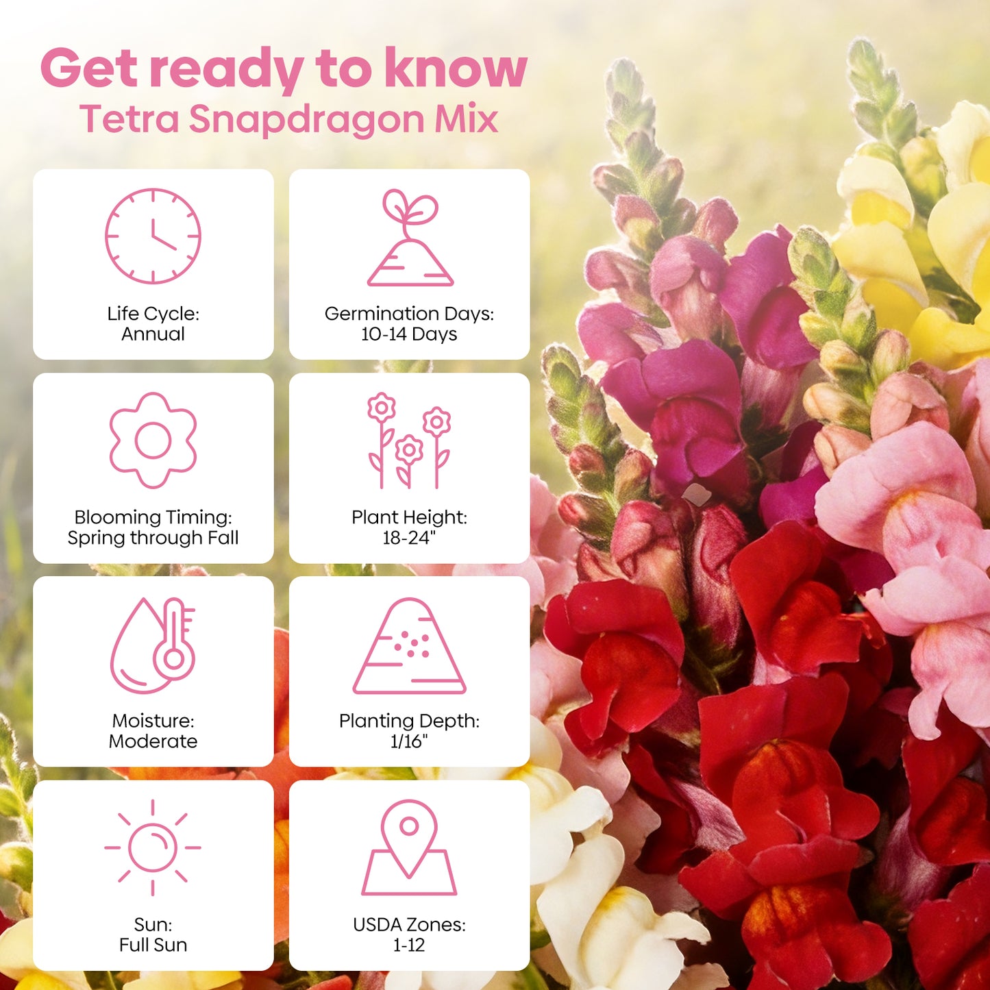 1500+ Tetra Mix Snapdragon Seeds