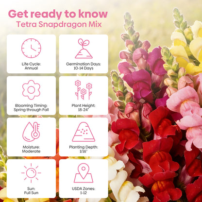 1500+ Tetra Mix Snapdragon Seeds