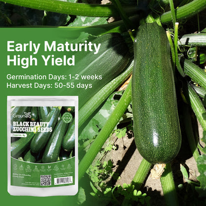 Black Beauty Zucchini Seeds for Planting