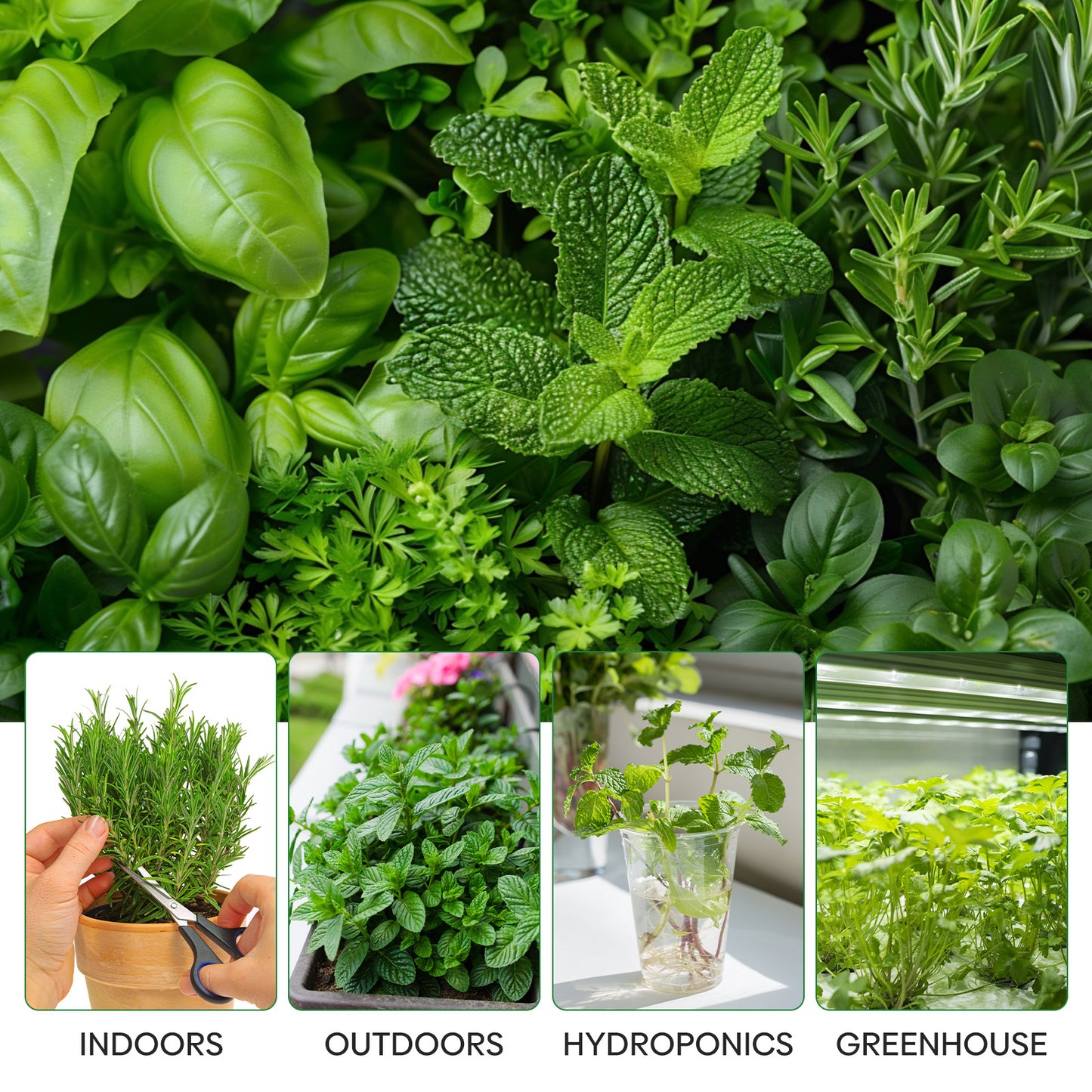15 Herb Seeds Variety Pack