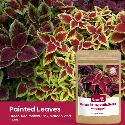 Coleus Colorful Flower Seeds