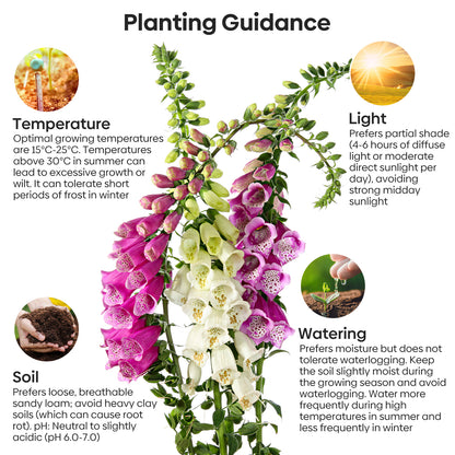Foxglove Seeds,1 Ounce 290,000+ Seeds