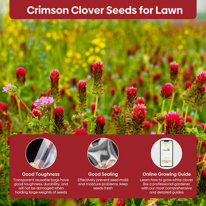 Crimson Clover Seeds 5 lbs.