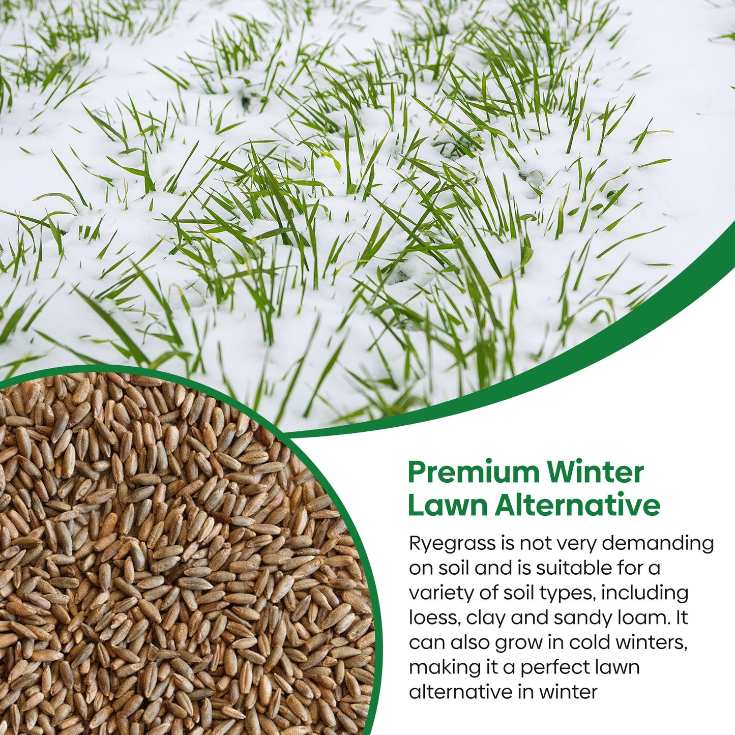 Winter Rye Seed 5 lbs.