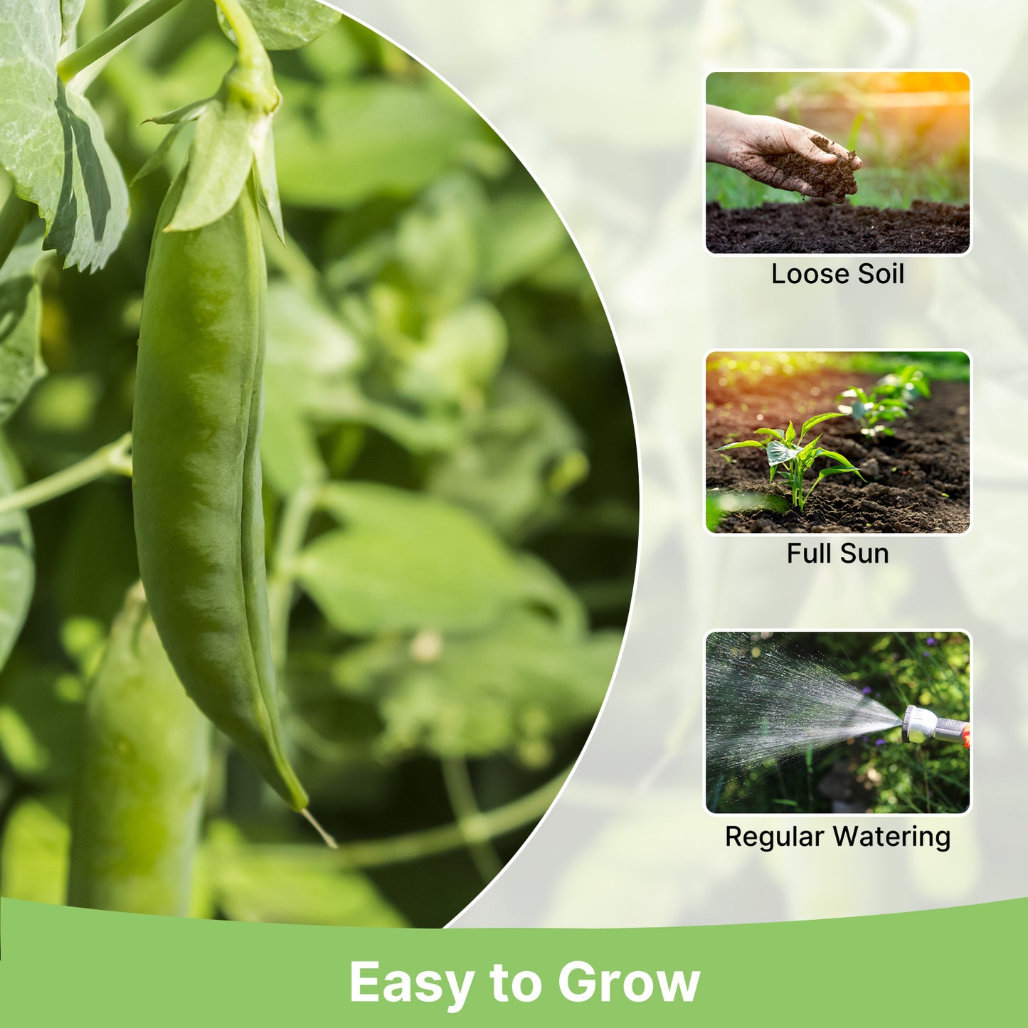 Sugar Snap Pea Seeds