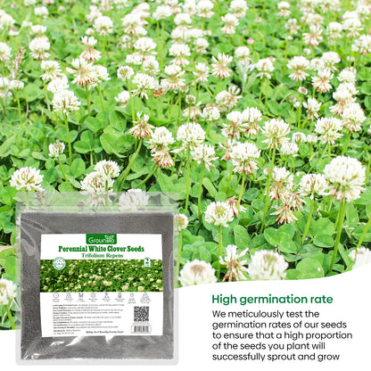 White Clover Seed 2 lbs.