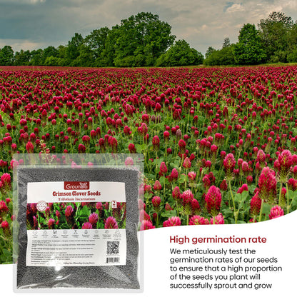 Crimson Clover Seeds 2 lbs.