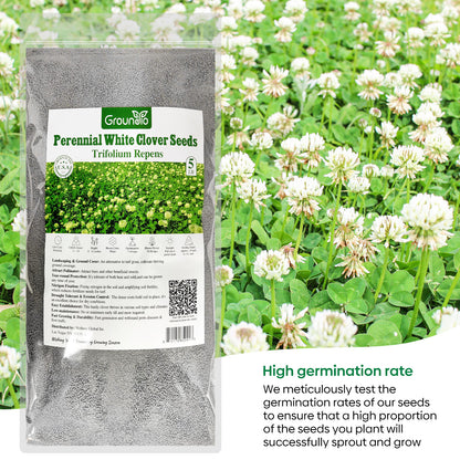 White Clover Seed 5 lbs.