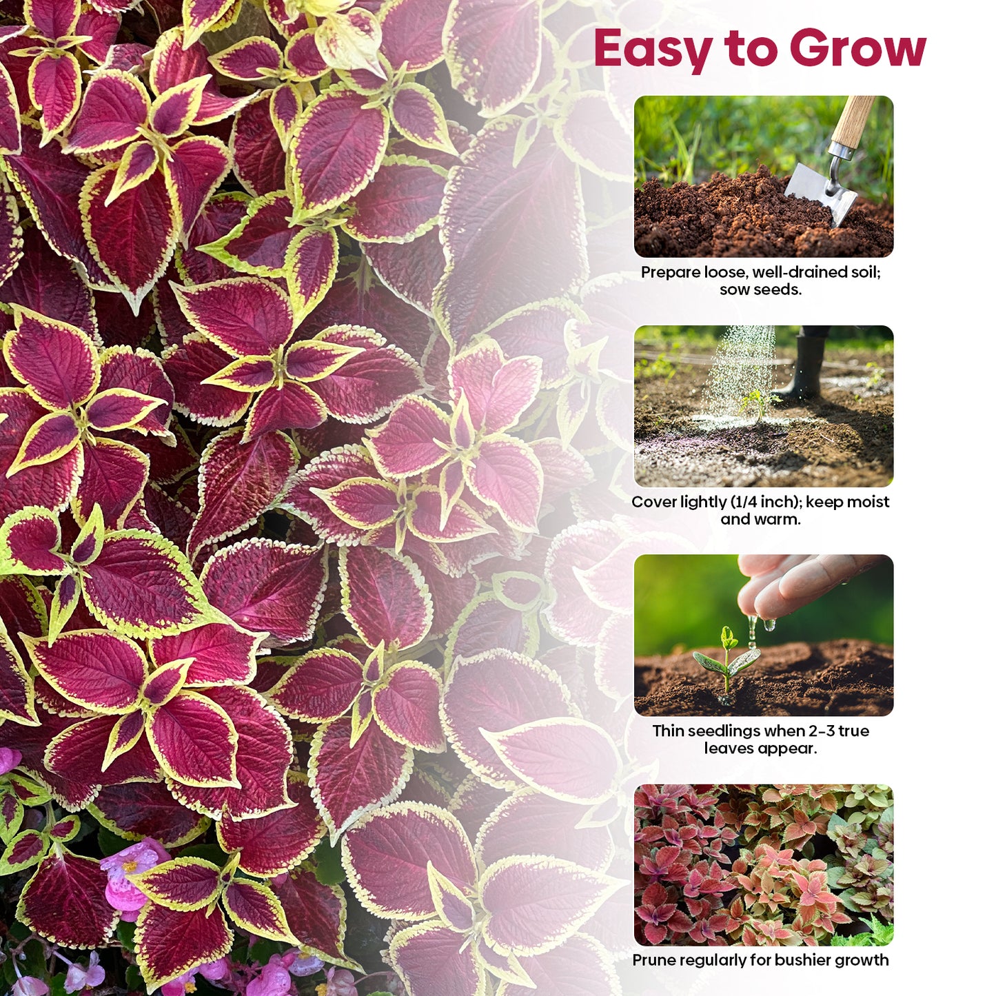 Coleus Colorful Flower Seeds