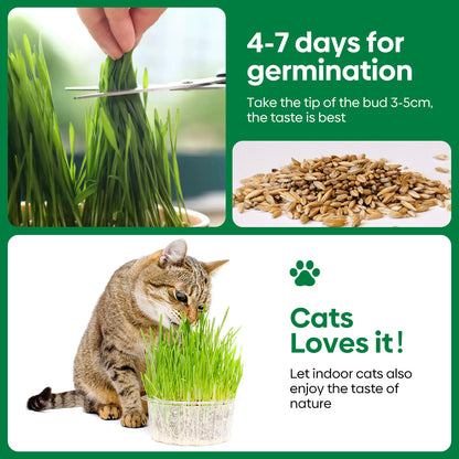 Cat grass 4 Varieties mix 16oz