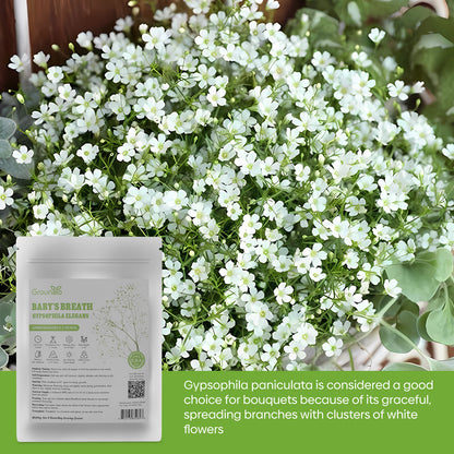 Baby's Breath Seeds 1oz