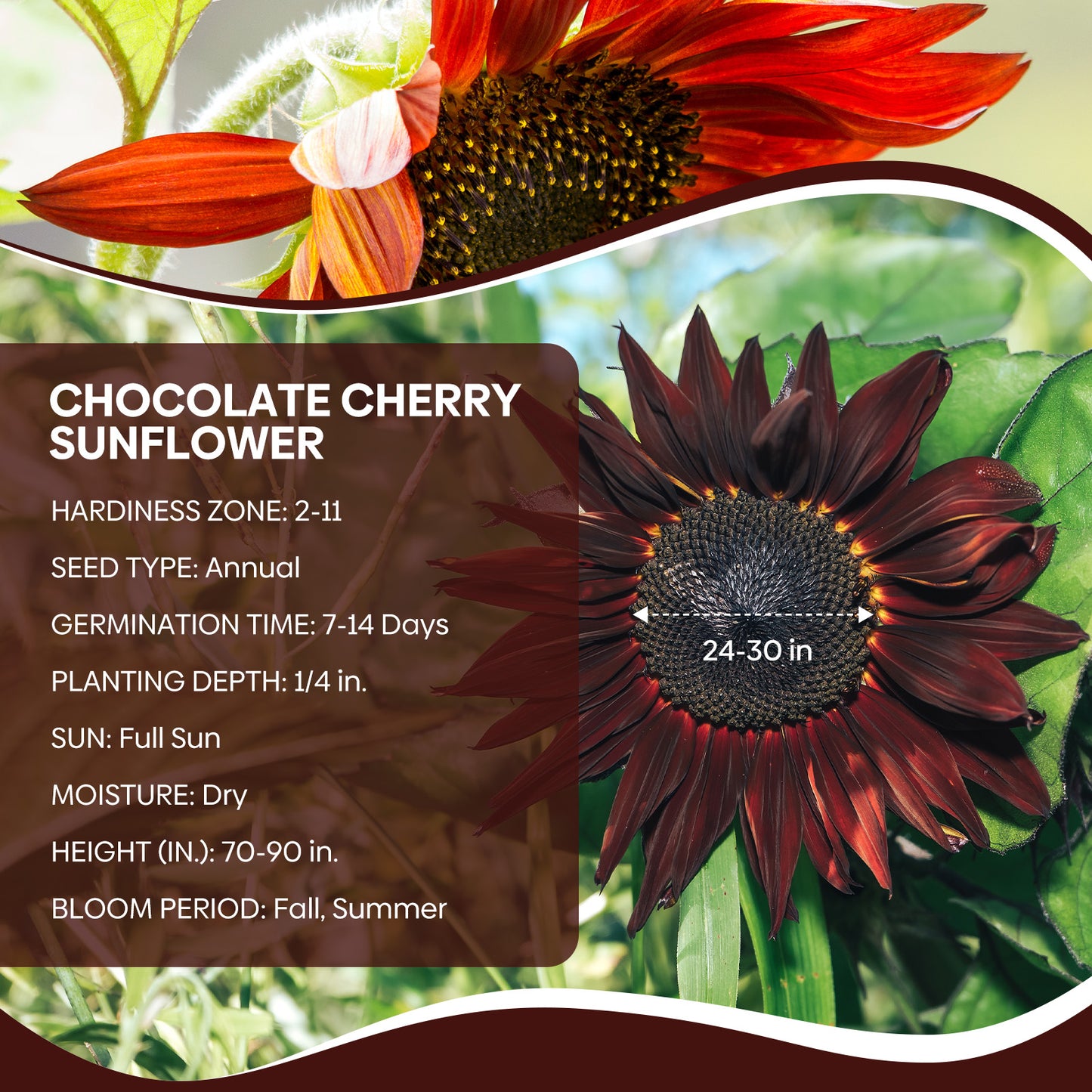 Chocolate Cherry Sunflower Seeds