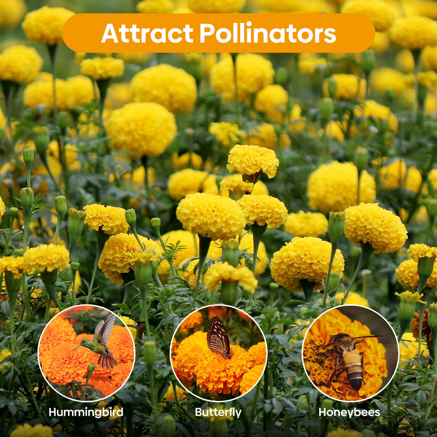 Marigold african seeds 1oz