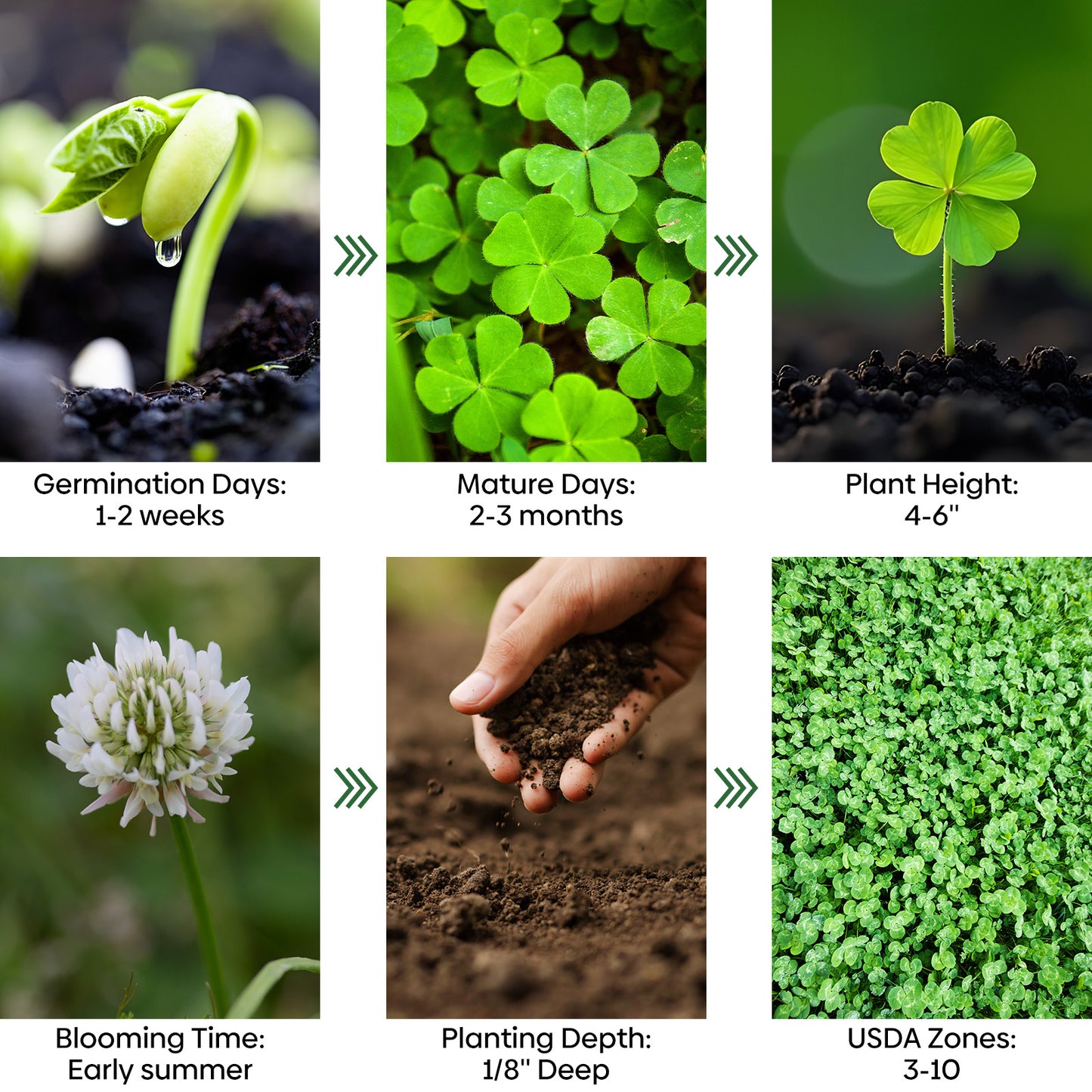 Mini White Clover Seeds 1LB