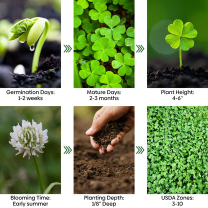 Mini White Clover Seeds 1LB