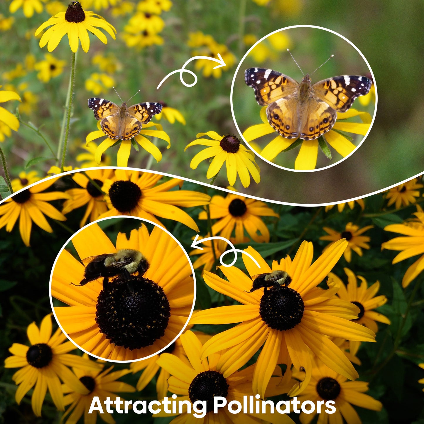 black eye susan 2g