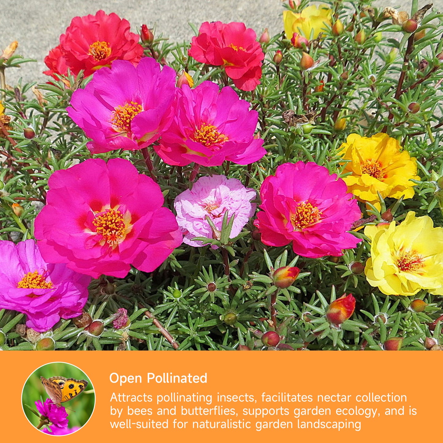 23500+ Mixed Moss Rose Seeds