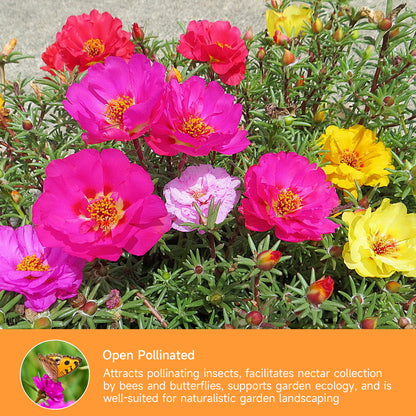 23500+ Mixed Moss Rose Seeds