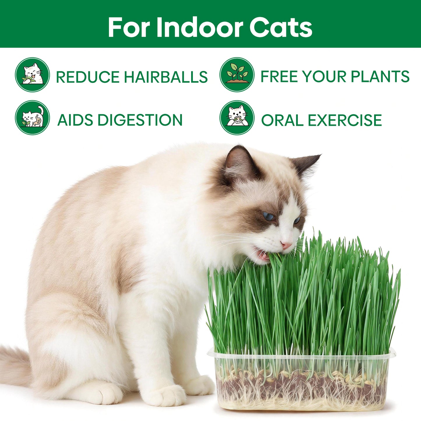 All in 1 Cat Grass Growing Kit for Indoor Cats, Organic Wheat & Oat Seed