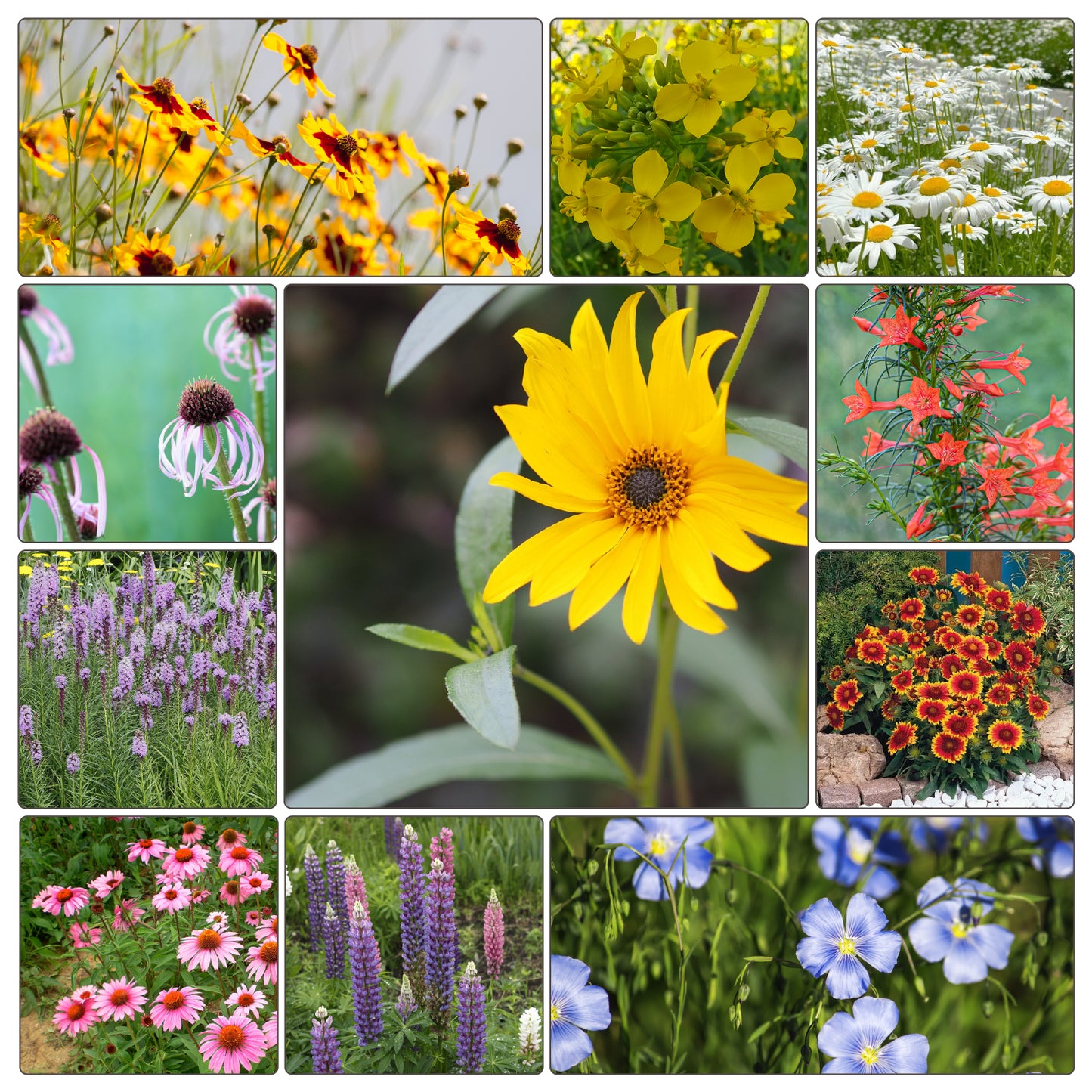 10000+ All Perennial Wildflower Seeds 1 OZ 23 Varieties