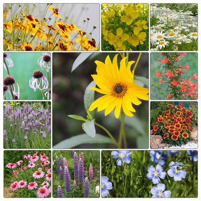 10000+ All Perennial Wildflower Seeds 1 OZ 23 Varieties