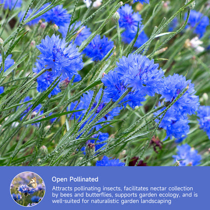 6000+ Blue Bachelor Button Seeds - Centaurea Cyanus