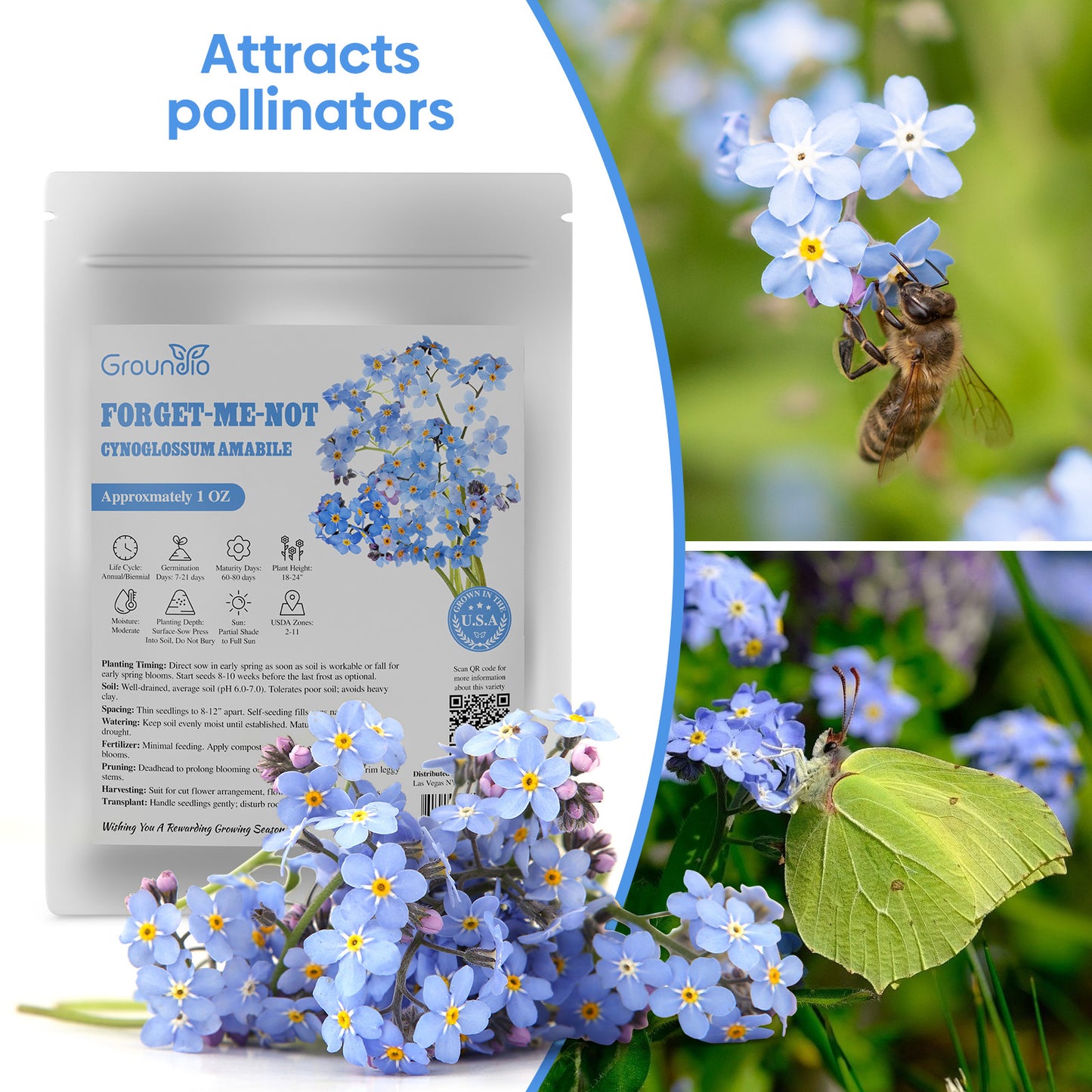 Chinese Forget Me Not Seeds 1 Ounce 6000+