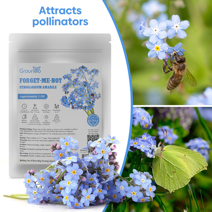 Chinese Forget Me Not Seeds 1 Ounce 6000+
