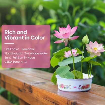 10Pcs Lotus Flower Seeds