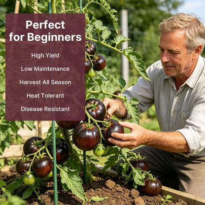 Cherokee Purple Tomato Seeds, Approx 106 Seeds