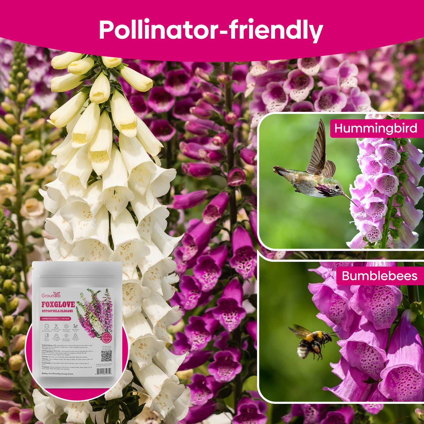 Foxglove Seeds,1 Ounce 290,000+ Seeds