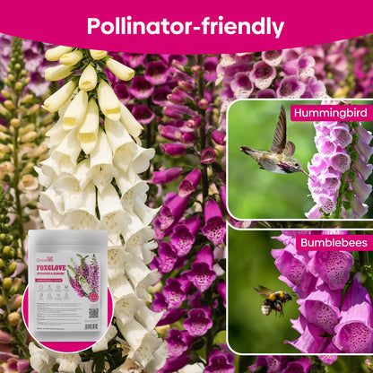Foxglove Seeds,1 Ounce 290,000+ Seeds