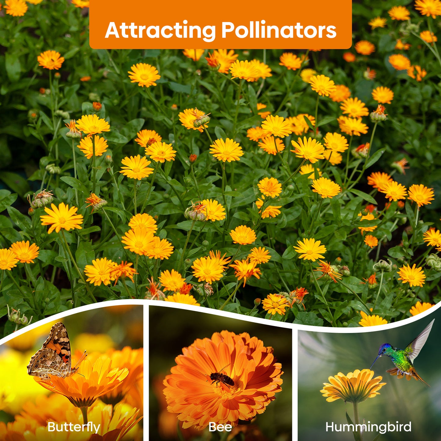 Calendula Seeds 1oz