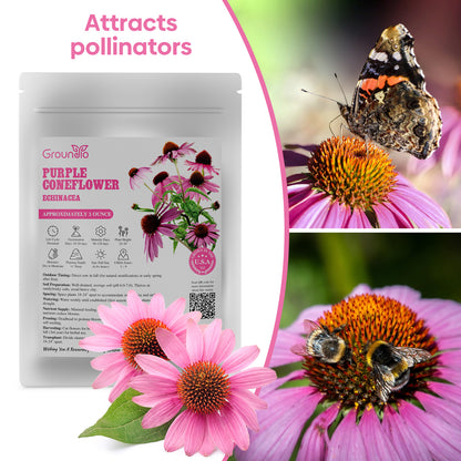 purple coneflower seeds 1oz